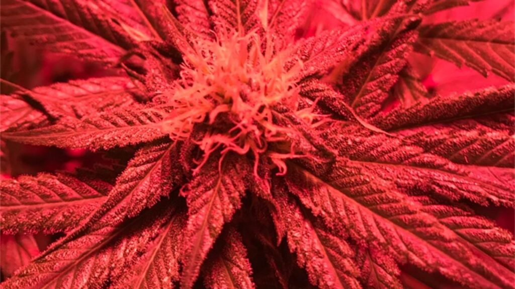Red Velvet Strain A Rich Cannabis Experience